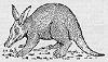 aardy: (aardvark)