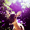ext_438634: purple photo of a doe, in the woods (Default)