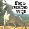 coraa: (stallion baby!)