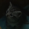enneagram_four: (kitten freeter)