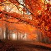 dancing_serpent: (Photos - Autumn - Kingdom of Silence)