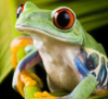 merryeccentricities: (frog)