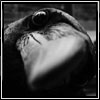 fyrdrakken: (Raven closeup)