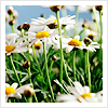 scribbulus_ink: (Spring daisies by dropsofsunshine)