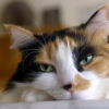 turlough: green-eyed white & toirtoiseshell cat with head on paw looking very, very bored ((other) bored)