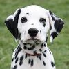 disneydescendant: (Mister Spots)