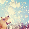 sunnysummoner: A photo of a golden retriever trying to catch bubbles (★ dream big)
