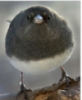 mother_bones: small fat bird looking straight into the camera (fat bird)