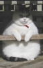 mother_bones: (fat kat)