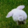 sayhellogoodbye: ([bunny] follow me)