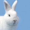 sayhellogoodbye: ([bunny] I'm listening)