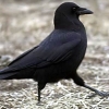 courtofmurk: (Knave of Rooks)