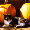 bungalow_life: (Cats; Pumpkin calico)