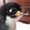 lauredhel: Side profile of a one week old black Australorp chick (chickblacklorp)
