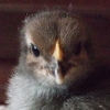 lauredhel: A week-old blue Australorp chick is looking unimpressed (chickbluelorp)