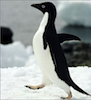 marcicat: (penguin)