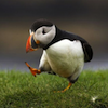 marcicat: (puffin)