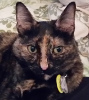 mdlbear: A tortoiseshell cat facing the camera (ticia)