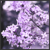 korafox: (lilacs)