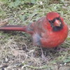 haruka: (zz - bird-cardinal baby)