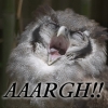 filialucis: (Owl Aaargh)