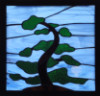 maellenkleth: a wind-blown coastal pine tree, done as a stained-glass window (tree-window)