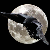 twofold_psyche: (stock raven moon)