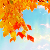 amyelizabeth: Orange Maple leaves (Fall Skies)