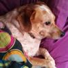 jackabeelounge: (DIS MY DOG)