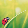 ariestess: (ladybug -- from freetimer_icons)