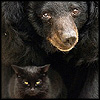 konsectatrix: a small plotting black cat is sitting between the forepaws of a cheerful looking asian black bear. (w.)