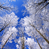 thistlerose: (seasonal: winter)