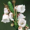 gblvr: cropped photo of white heather blossoms (Flowers -- white heather)