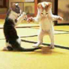 ewt: (aikido cat)