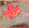 dawn_felagund: (autumn leaf)