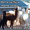 gentlyepigrams: (meme llama)