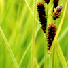 tussocks: (Sedge)