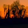 sevenvices: (trees)