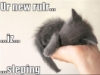rileybear67: Tiny kitten sleeping in a hand (kitten overlord)