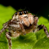 spiderzone: cute jumping spider (novelty)
