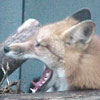 mortonfox: (fox yawn)