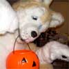 mortonfox: (chestnut halloween)