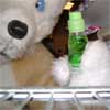mortonfox: (chestnut ramune)