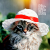 isleofapples: (animals // cats (in a hat))