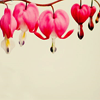 rivendellrose: (bleeding heart)