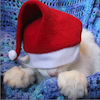 marcicat: (santa hat cat)