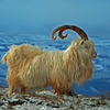 marcicat: (kashmir mountain goat)