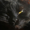 plumptiousone: (sleepy)