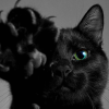 plumptiousone: (paw)