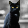 plumptiousone: (catcat)